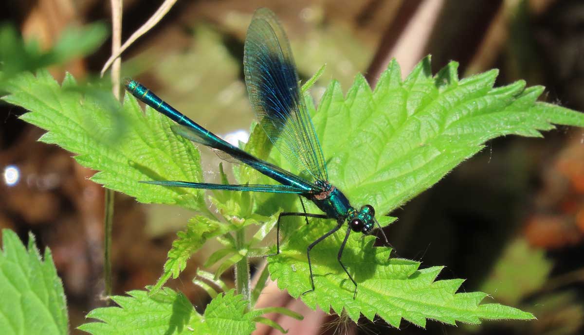 Calopteryx_splendens